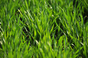 Spring view of winter wheat, which grows well and bushes