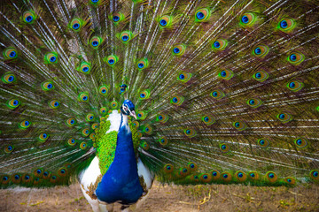 Obraz premium Peacock. Portrait of beautiful peacock with feathers out. Close up of peacock showing its beautiful feathers. Male peacock displaying his tail feathers.