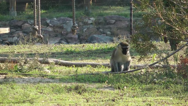 1920x1080  Very Nice Vervet Monkey At The Park 1 Video.