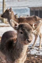 junges Damwild in einem Gehege