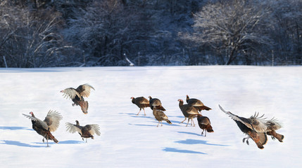 dinde sauvage en hiver
