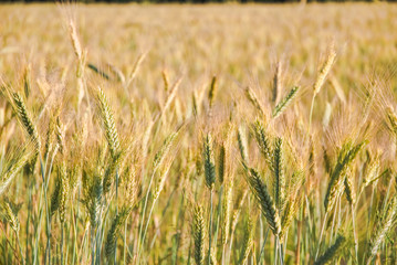 The rye crop (Secale cereale) on the field