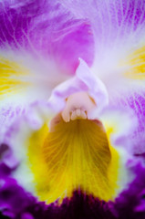 Fototapeta na wymiar Macro view of orchid.