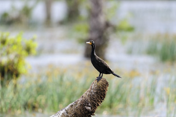 Double-crested Cormorant nuptial crest