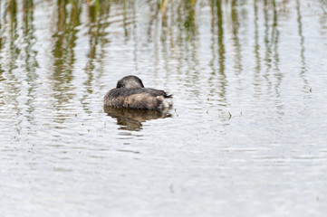 Pied-billed Grebe resting