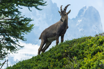 Mountain goat in the grassy meadows of the French Alps above Chamonix