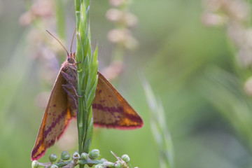 Bunter Falter auf Sommerwiese