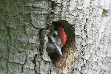 Obraz premium Specht guckt aus seiner Behausung