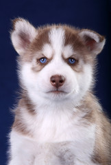 Red Siberian Husky puppy on blue background