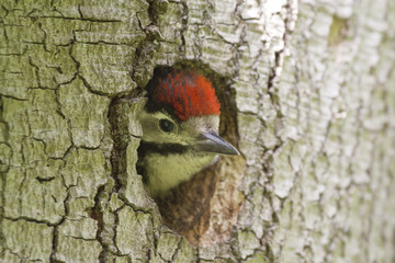Specht schaut aus seinem Baumloch