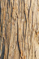 Bark of tree