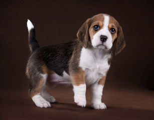 Fototapeta na wymiar Cute little beagle puppy