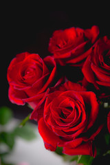 Beautiful valentines roses on dark background