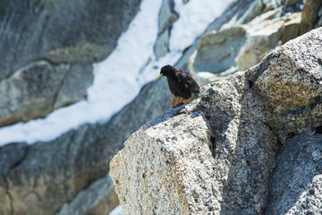 Bird at the Aguille di Midi next to Mont Blanc
