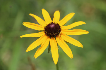 Yellow Coneflower
