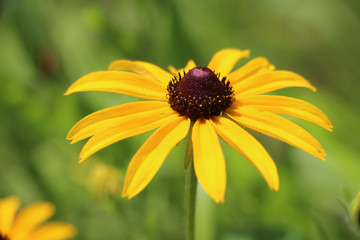 Yellow Coneflower