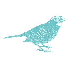 Cyan Hammerbird