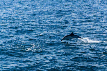 Fototapeta premium Dolphins jump in the wake of a boat in the Pacific ocean off the coast of Ventura, California