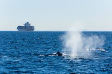Spout from a humpback whale in the Pacific ocean with a container ship in the background