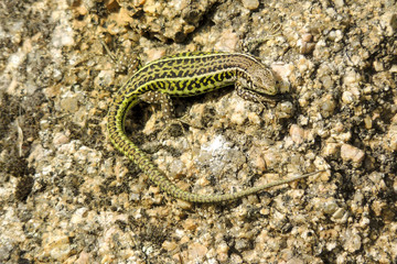 Italian Wall Lizard on rock