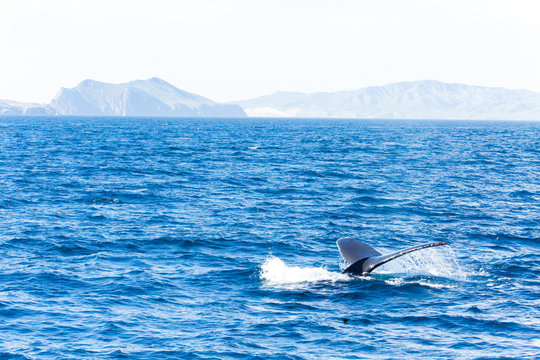 Fluke of humpback whale in the Pacific ocean off the coast of Ventura, California