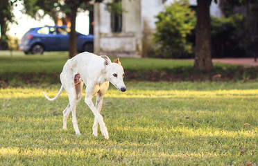 Beautiful white greyhound walking on the grass
