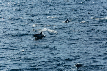 Naklejka premium Dolphins jump in the Pacific ocean off the coast of Ventura, California
