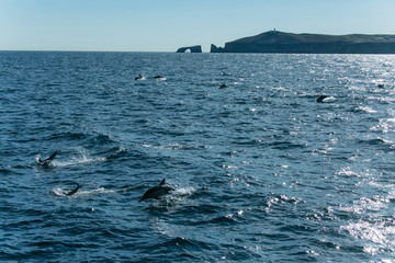 Obraz premium Dolphins jump out of the water in the Pacific ocean in front of Anacapa Island in the Chanel Islands with lighthouse and rock arch off the California Coast