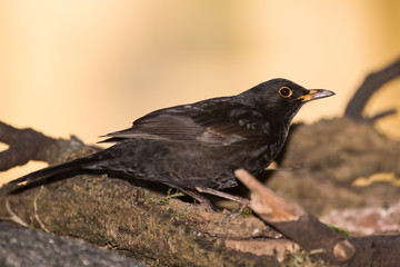 Blackbird, Turdus merula