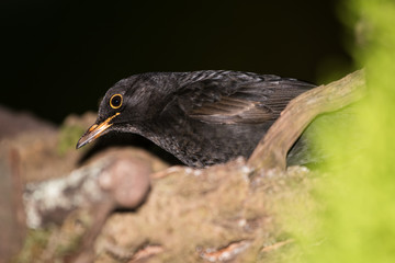 Blackbird, Turdus merula