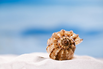 tropical seashell sea shell with ocean , beach and seascape