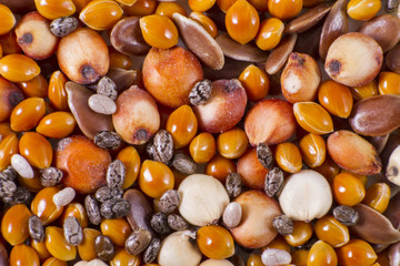 Millets form a group of several cereal crops with small seed, possess a high protein content and require little water to grow. This is also a cereal of solid economy