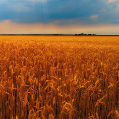 Wheat field on cloudy day