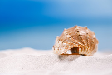 Obraz na płótnie Canvas tropical seashell sea shell with ocean , beach and seascape
