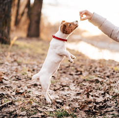 dog for a walk, park, autumn fall
