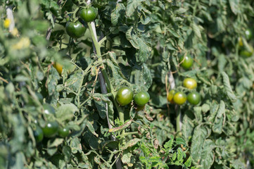 Production of tomatoes in the greenhouse. Shallow depth of field.