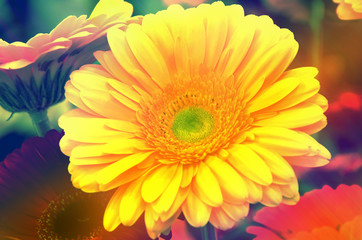 Bright yellow gerbera closeup.