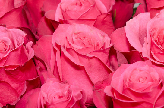 Bouquet of bright pink roses close-up. For a wide use in your de