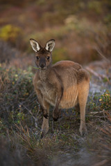 Kangaroo with grass in mouth
