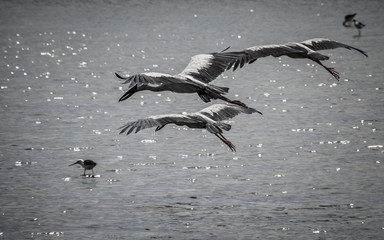 Flying birds over the lagoon.
