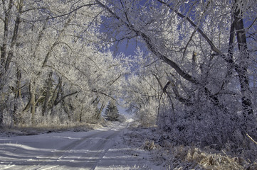 Frosty Lane 01