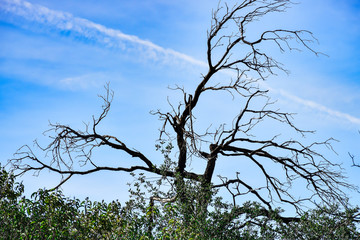Dead Tree