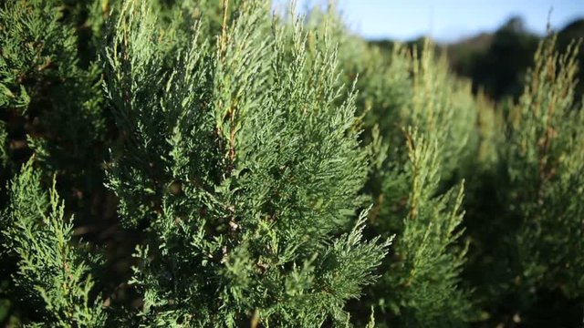 Green juniper forest. Sun light