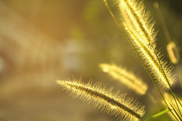 Golden light in the morning with a spring meadow. Abstract background.