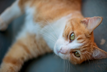 Street Cat