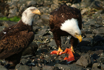 Obraz premium Bald Eagles Feeding on Salmon, Sitka, Alaska