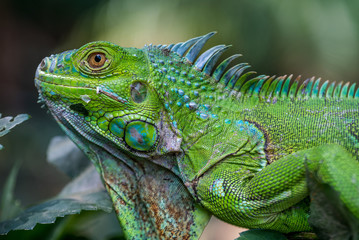 Fototapeta premium Iguana zielona