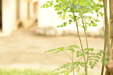 A simple beautiful corner