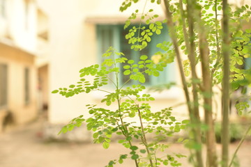 A simple beautiful corner