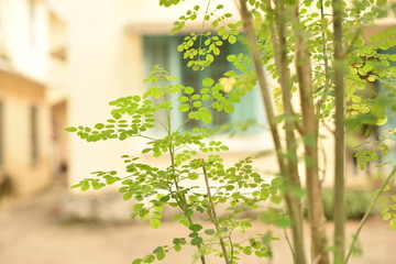 A simple beautiful corner